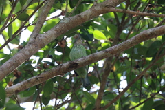 Psilopogon faiostrictus