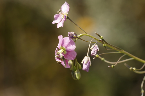 Grassland Blue Cress Flower (Heliophila rigidiuscula)