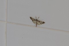 Polythlipta