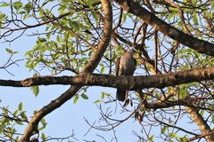 Ducula badia