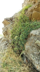 Petrophytum cinerascens