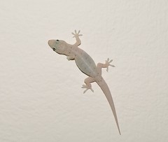 Hemidactylus aquilonius