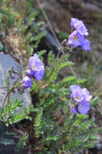 Northern Jacob's-ladder