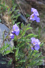 Polemonium boreale