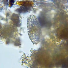 Colepidae