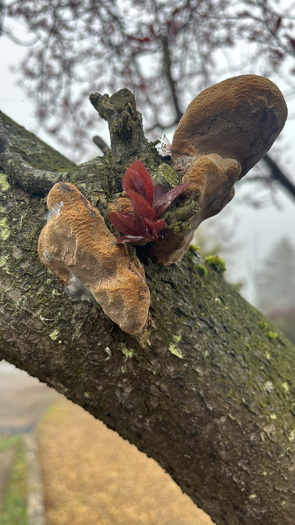 Phellinus pomaceus · March 2026 · photo: © phillip-a (iNaturalist, cc-by)