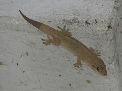 Hemidactylus aquilonius