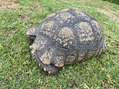 Stigmochelys pardalis