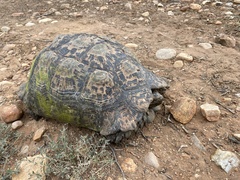 Stigmochelys pardalis