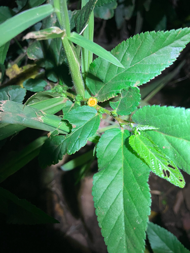 Sida planicaulis observed 2026-03-09
