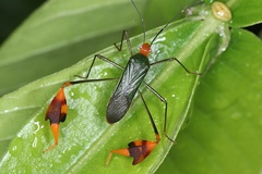 Anisoscelis foliaceus