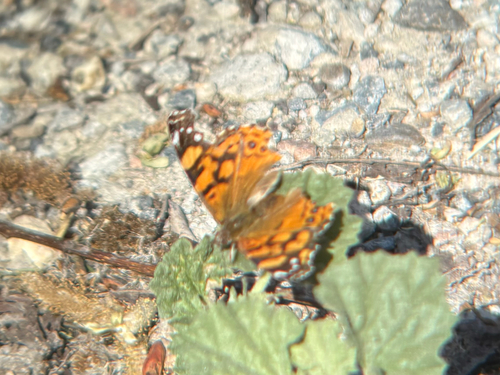 iNaturalist observation photo of West Coast Lady