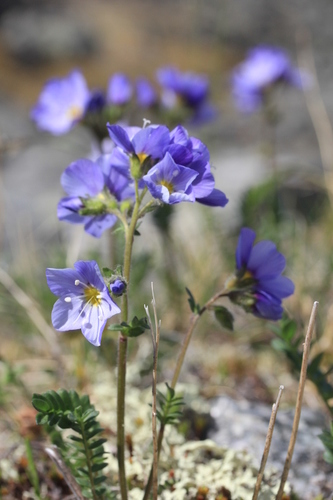 Northern Jacob's-ladder