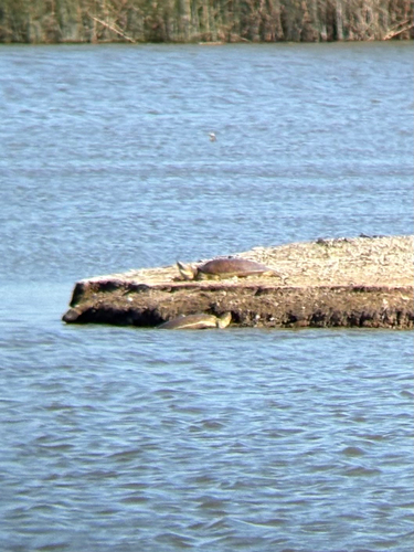 iNaturalist observation photo of Spiny Softshell