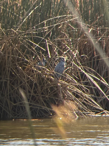 iNaturalist observation photo of Yellow-crowned Night Heron