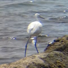 Egretta gularis schistacea