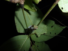 Cyrtodactylus jellesmae