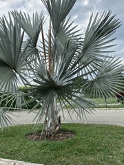 Bismarckia