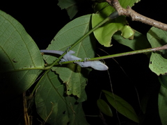 Cyrtodactylus jellesmae