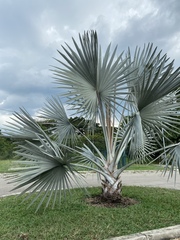 Bismarckia