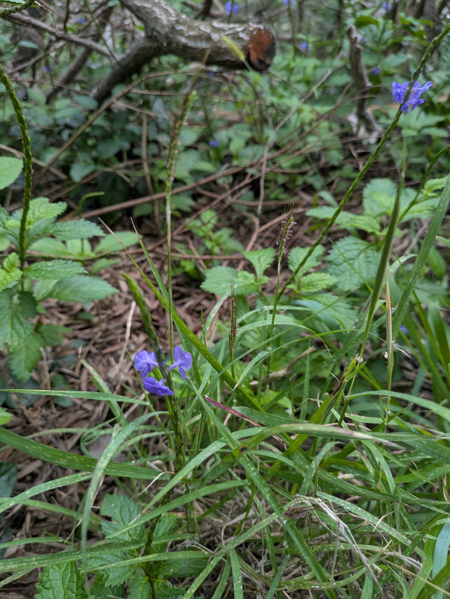 Angleton Bluestem (Dichanthium aristatum)
