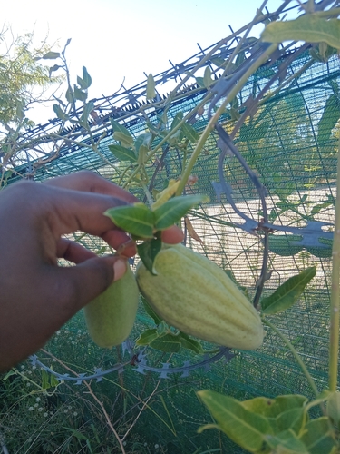 Moth Vine