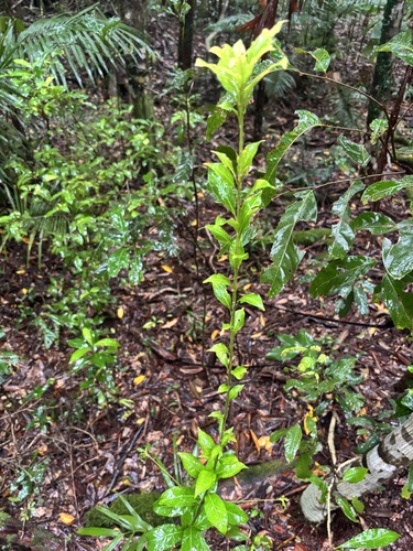 Durandea jenkinsii observed 2026-02-24