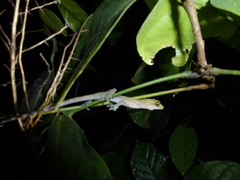 Cyrtodactylus jellesmae