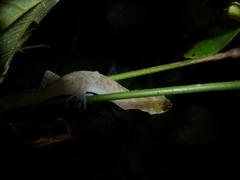 Cyrtodactylus jellesmae