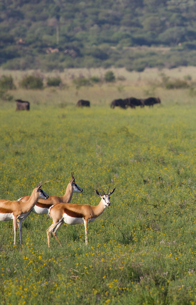 Antidorcas marsupialis, Zeerust, North West, ZA, by biologistmarina
