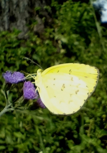 Common Grass Yellow