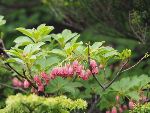 Enkianthus campanulatus iNat (2)