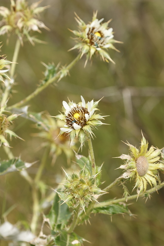 Berkheya cirsiifolia, photograph 1