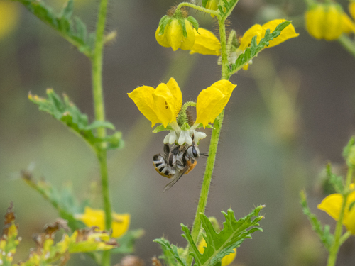 photo of (Caupolicana)