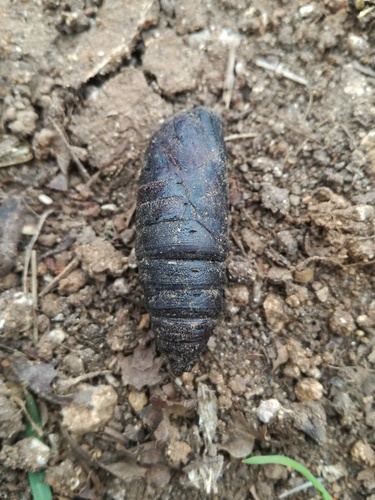Spongy Moth, photo 9 of 10