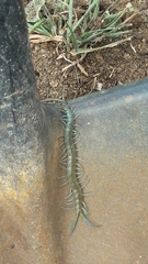 Scolopendra aztecorum