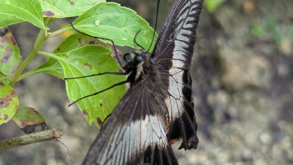 Pachliopta liris (Pachliopta liris)