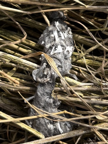 View observation of {o.common_name} on iNaturalist