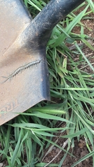 Scolopendra aztecorum