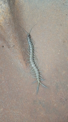 Scolopendra aztecorum