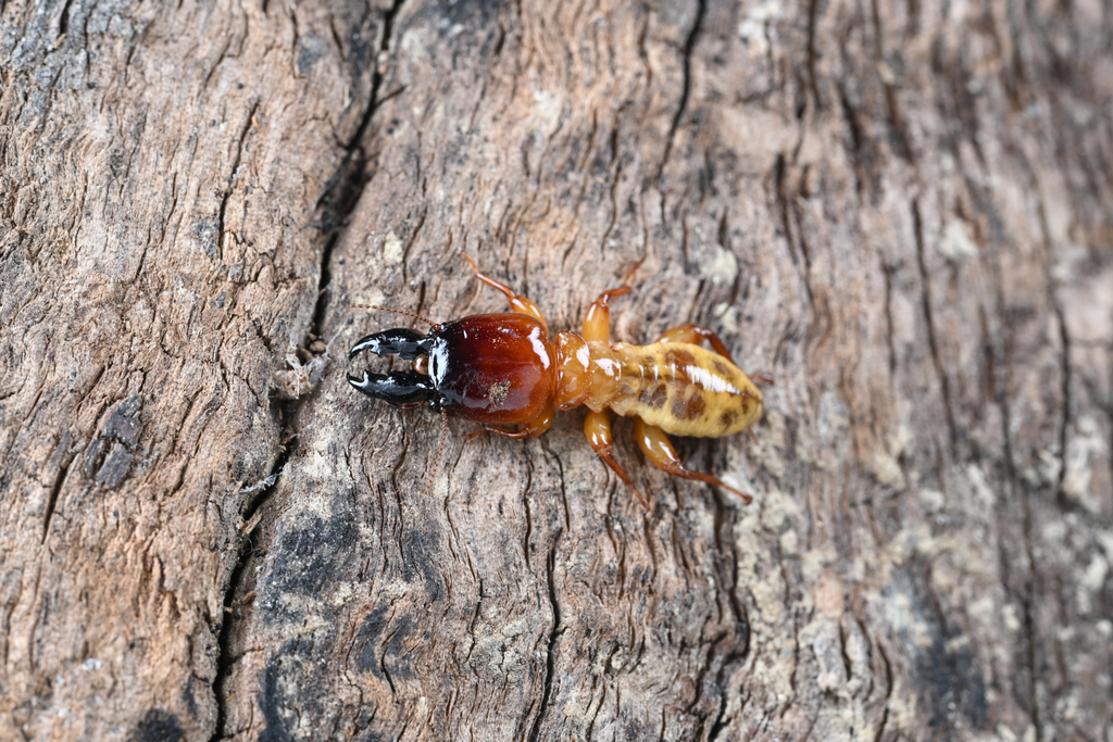 Archotermopsis kuznetsovi