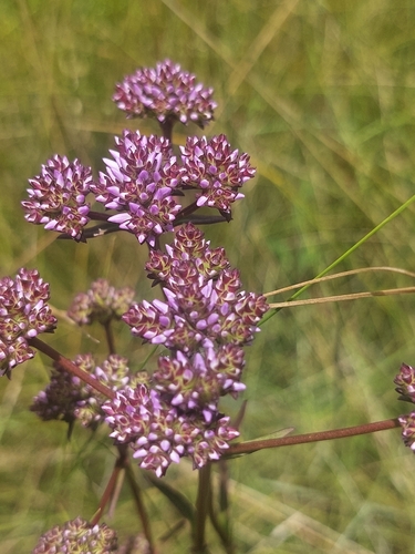 Pycnosphaera