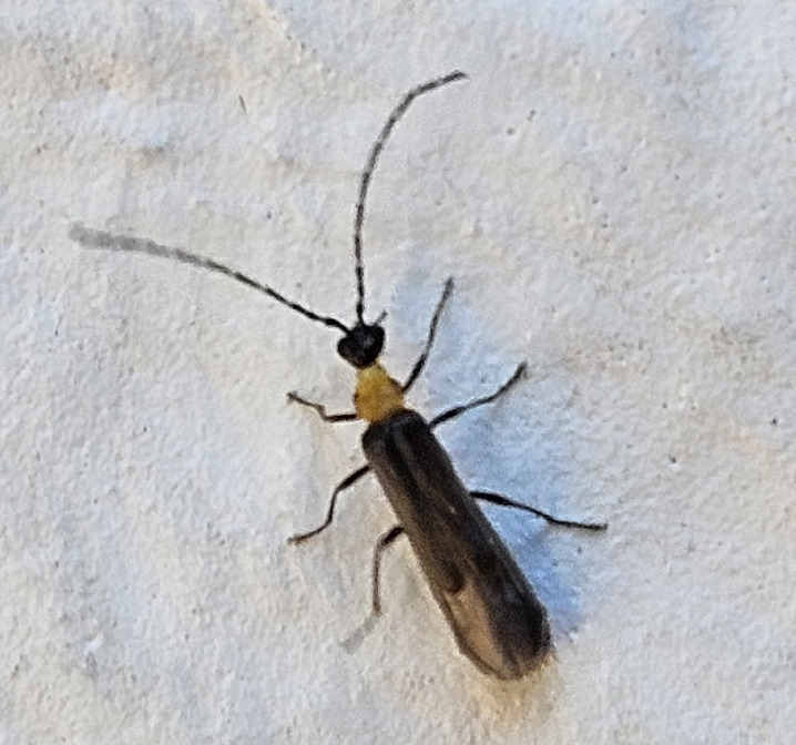 Malthodes complicatus