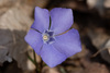 Lesser Periwinkle - Photo (c) Miroslav Marić, some rights reserved (CC BY-NC), uploaded by Miroslav Marić