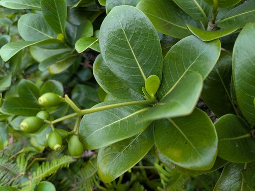 Kopiko Kea (Psychotria kaduana)