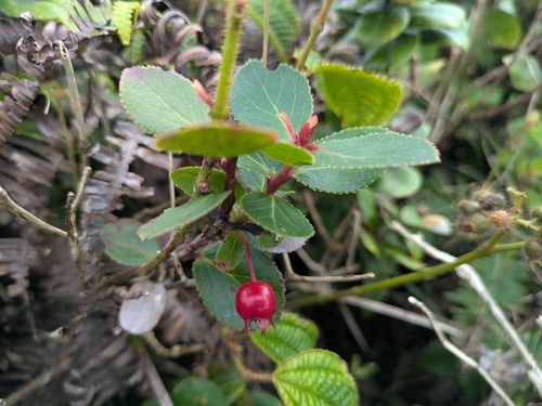 Vaccinium dentatum observed 2026-03-09