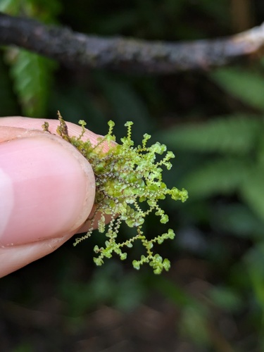 Radula reflexa
