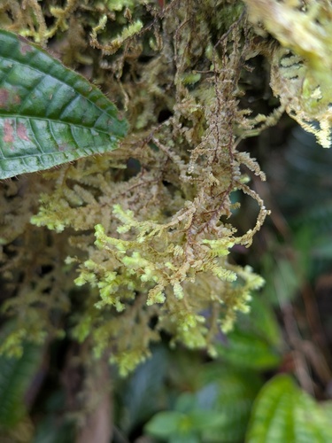 Radula cordata observed 2026-03-09