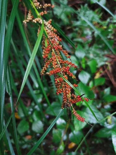 Carex baccans