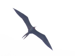 Fregata magnificens